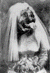 barkbride.gif (32389 bytes)